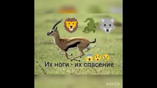 #shorts #газель Часть 2 🦌😄👍