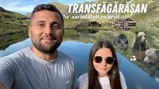 Ne-am întâlnit cu Urșii pe Transfăgărășan