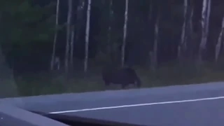 Weird 'Monster' Captured On Film 'Stalking A Moose' In Canadian Wilderness