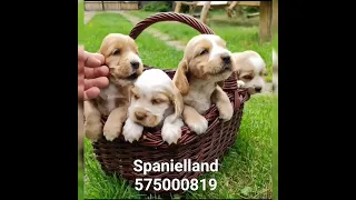 Spanielland - Cocker Spaniel Angielski Stowarzyszenie miłośników zwierząt DOMI