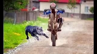 ANIMALS vs BIKERS - (ANIMALS ATTACKS MOTORCYCLIST) Vicious Big Dogs, Birds, Kangaroo hits! [Ep #04]