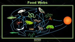 4th Grade - Science - Food Webs - Topic Overview
