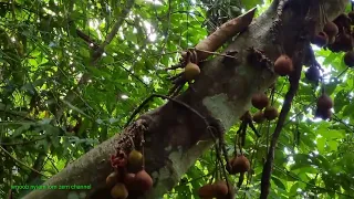 Lub neej toj siab kev nriav noj