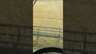 barley harvest 2023!