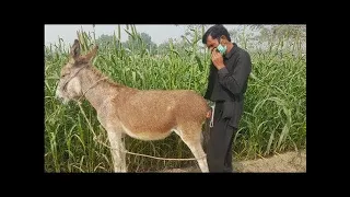 New Donkey Video man with donkey living Amazing funny HD 2021 Part 01 Small Donkey Video