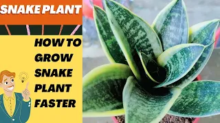 Plant care | how to grow snake plant faster | Indoor Plant care