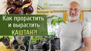 Как прорастить и вырастить каштан?!