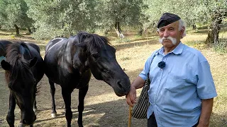 Ο μπάρμπα-Γιάννης Κάτσιος και τα άλογά του | Greek village life | Η ζωή στο χωριό