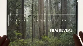 Photographing the Redwoods: Film Reveal
