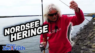 HERINGE WOLLEN DIESES VORFACH: An der NORDSEE mit JÖRG OVENS - Unser Ziel ist Fisch - Angelschule