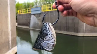 Using BIG BAITS for SPILLWAY MONSTERS!!! (Surprise Catch!)