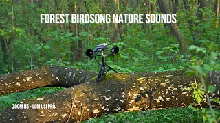 Forest Birdsong Nature Sounds | Ambience of the Spring Forest #fieldrecording