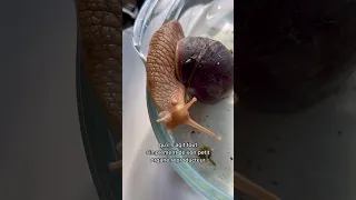 C’est quoi cette boule sur mon escargot géant ? 🐌