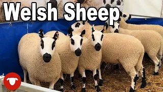 Massive SHEEP event in WALES... and I didn't do it justice
