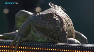 Iguana invades tennis court and runs across it at 2017 Miami Open