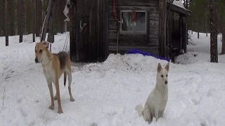 Näätänjälkien poleskelua ja mettäkämpillä oleskelua