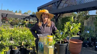 Tips on Growing Dwarf Citrus in Southern California with Suzanne Hetrick