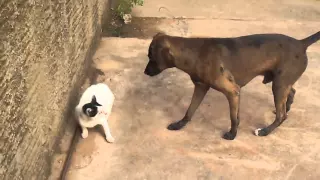 Briga de Gato e Cachorro