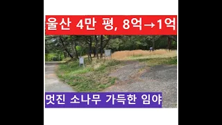 울산 4만 평, 8억→1억 (멋진 소나무 가득한 임야)