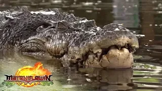 The largest captive crocodile in the country | Matanglawin