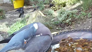 A wood pigeon having a drink and doing a bit of preening on the garden bird bath #bird