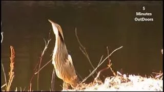 American Bittern Mating Call in Maine