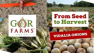 From Seed to Harvest - G&R Farms Vidalia Onions