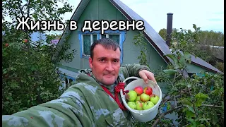 Как правильно собирать и хранить яблоки, чтобы они не гнили до весны! Делаем дорожку во двор.