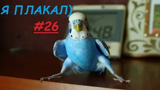 Такое не Пропустишь!) Я ПЛАКАЛ! #26 Подборка приколы попугаи #прикол #parrots Cute Pets compilation