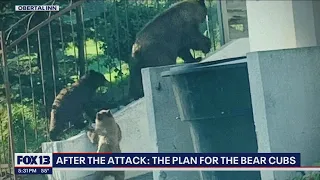 2 cubs of mother bear shot and killed after attack spending hibernation at PAWS | FOX 13 Seattle