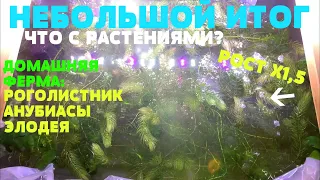 НЕБОЛЬШОЙ ИТОГ - ЧТО СЛУЧИЛОСЬ С РАСТЕНИЯМИ ИЗ АКВАРИУМА-ТАЗА? САМЫЙ ВЫГОДНЫЙ ЭКСПЕРИМЕНТ ЗА ГОД!