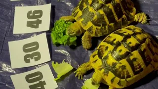 Hermann's Tortoises choose lucky lottery numbers