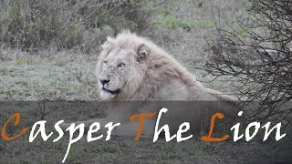 Casper The White Lion Of The Shishangaan Pride Near Satara In Kruger Park | Stories Of The Kruger