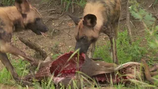 4 Wild Dogs eating a fresh Bushbuck Kill Nature ASMR