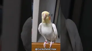 Cute Cockatiel Singing and Dancing: Unleashing Cockatiels' Craze!