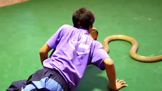 #Mankissingsnake..A Young Guy kissing Snake.....watch till the end....