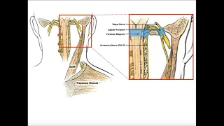 Spinal Accessory Nerve (CN XI) | Anatomy & Functions