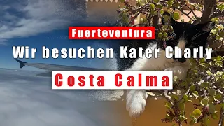 Wir besuchen unseren Kater auf Fuerteventura