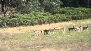 fallow deer head shot long range shooting 7mm rem mag