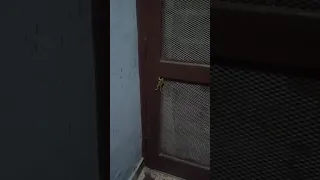 lizard vs frog fight