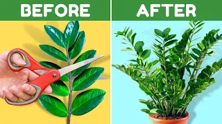 9 GENIUS Houseplant Ideas