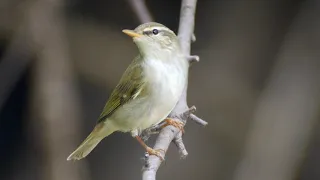 Arctic Warbler (Phylloscopus borealis)