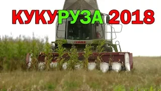 [Уборка кукурузы] ПАЛЕССЕ GS12, CLAAS Lexion 580, YAROVIT Gloros