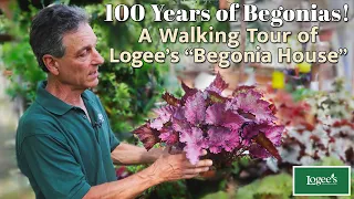 100 Years of Begonias! A Tour of Logee's Famous "Begonia House"