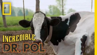 How Now Bloated Cow | The Incredible Dr. Pol