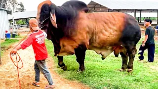 Red Brahman Bull | CS Brahman Ranch Thailand