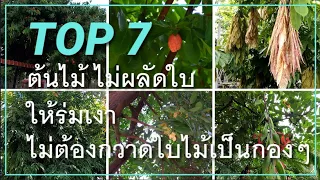 7 ต้นไม้ไม่ผลัดใบ ให้ร่มเงา ใบไม่ร่วงเยอะ  Non-deciduous trees provide shade