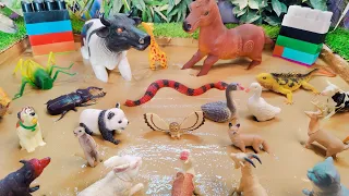 25 Farm Animals and Insects Reptiles Muddy Adventure | Fun Learning for Kids