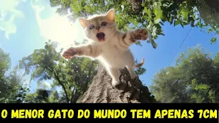 CUROSIDADES ANIMAIS | GATOS PODEM FAZER MAIS DE 100 SONS DIFERENTES!