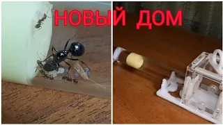 МУРАВЬИ MESSOR STRUCTOR С НУЛЯ.#3 ПЕРВЫЕ РАБОЧИИ И НОВЫЙ ДОМ.